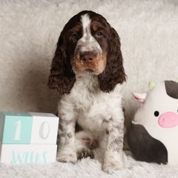 English Springer Spaniel puppies from Spellcraft Springers
