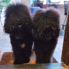 Barbet All Grown Up from Ethelred Barbet
