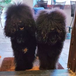 Barbet All Grown Up from Ethelred Barbet