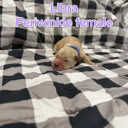 Periwinkle - Golden female Golden Retriever puppy in Salt Lake City, Utah from Soaring golden retrievers
