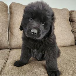 Diva (pink) - Black female Newfoundland puppy in Newmanstown, Pennsylvania from Mufasa's Pride (Newfoundland breeder)