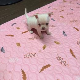 Girl 2 - Cream and white female Chihuahua puppy in Orange, Texas from Tiny Paws from God