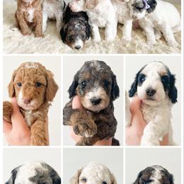 Goldendoodle Puppies from Eagle Mountain Doodles