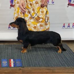 Kylo - Dachshund
