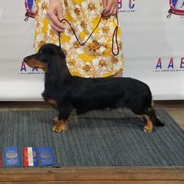 Kylo - Dachshund