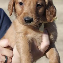 Lava Boy 3 yellow collar - Dark golden male Golden Retriever puppy in Fort Morgan, Colorado from Golden Girls Kennels, LLC