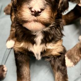 White collar girl - Tri-color female Bernedoodle puppy in Lake, Michigan from 3 King Doodles & Poodles