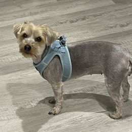 Rhea - Yorkshire Terrier