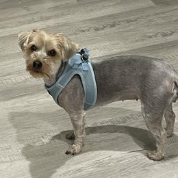 Rhea - Yorkshire Terrier