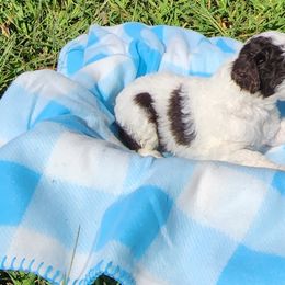 Poodle Puppies from C&K's Poodle Patch