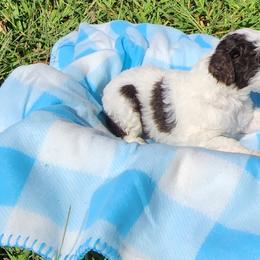 Poodle Puppies from C&K's Poodle Patch