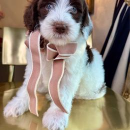 Mauve - Brown and white female Bernedoodle puppy in Curtice, Ohio from The Pink Doghouse