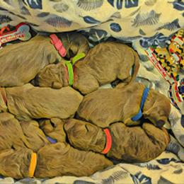Goldendoodle Puppies from Lu Doodles