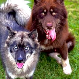 Siberian Husky Puppies from SouthernBell Siberian Huskies