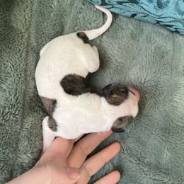 Magnolia - White and fawn brindle female Whippet puppy in Clinton, Tennessee from Ivanhoe Borzoi