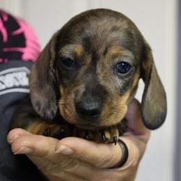 Dachshund puppies from Tiny Teckels Miniature Dachshunds