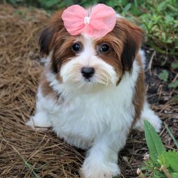 Havanese from Havana Rouge Havanese