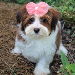 Havanese from Havana Rouge Havanese