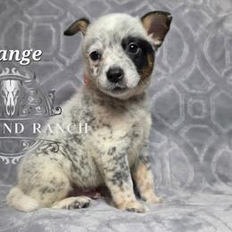 Orange - Blue male Australian Cattle Dog puppy in Silsbee, Texas from Rockin ND Ranch