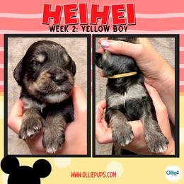 Hei Hey (Yellow) - male Golden Mountain Doodle puppy in Boiling Springs, South Carolina from OlliePups, LLC