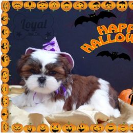 Shih Tzu Puppies from Loyal Shih Tzu
