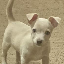 Chihuahua Puppies from Van Ausdoll Kennels