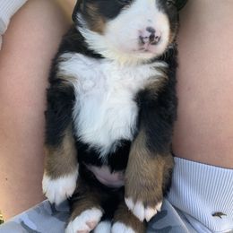 Bernedoodle, Bernese Mountain Dog, Cavalier King Charles Spaniel, and Goldendoodle Puppies from Adventure Doodles Of East TN