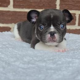Boy 1 - Blue male French Bulldog puppy in Gloster, Mississippi from Donna's French Bulldogs
