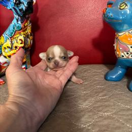 Venus - Silver and white female Chihuahua puppy in Dime Box, Texas from Color Me Crazy Chihuahuas