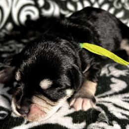 Wyatt - Black and silver male Miniature Schnauzer puppy in Frankford, Delaware from Miniature Schnauzers of Delmarva