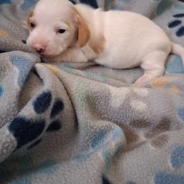Boy 1 - Piebald male Dachshund puppy in Claremont, North Carolina from The Mini Farmhouse