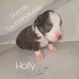 Holly - Red tri female Toy Australian Shepherd puppy in Bethany, Oklahoma from Donna's Toy & Mini Aussies