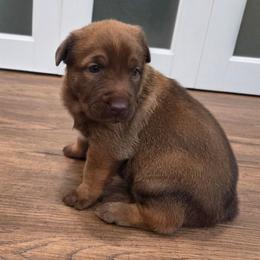 Ariel (Liver malinois female) - Gold brindle female Dutch Shepherd puppy in Signal Mountain, Tennessee from Torgun Police Dogs