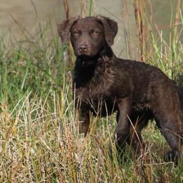 Daphne - Chesapeake Bay Retriever