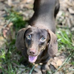 Ameretto - Dachshund
