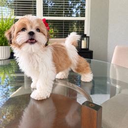 Vida - Gold and white female Shih Tzu puppy in Orlando, Florida from Shih Tzu Puppy in Orlando