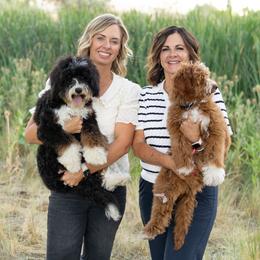 Aussiedoodle, Bernedoodle, and Goldendoodle Puppies from JW Doodles