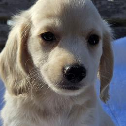 Frankie - Cream male Dachshund puppy in Ben Wheeler, Texas from Anytime Dachshunds by D.B.