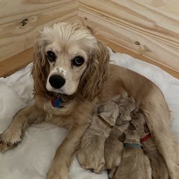 Rada - Cocker Spaniel