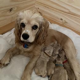 Rada - Cocker Spaniel