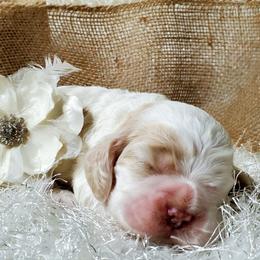 Cocker Spaniel Puppies from Chloe's Cocker Spaniels