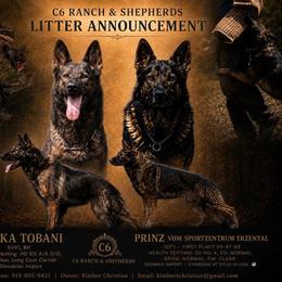 German Shepherd puppies from C6 Ranch & Shepherds