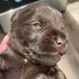 Ernest - Liver male Miniature Schnauzer puppy in Interlachen, Florida from Pam's Schnauzers