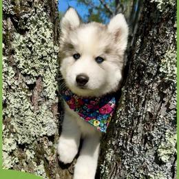 Breezy - Wolf sable male Pomsky puppy in Venus, Pennsylvania from Hemlock Pines Pomsky