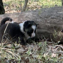 Isla - Black and white female Border Collie puppy in Paris, Texas from Broadmoor Farm