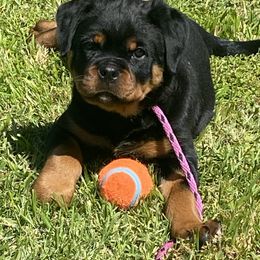 Rottweiler Puppies from Von Der Hing Rottweilers