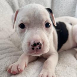 Belle - Black female American Pit Bull Terrier puppy in Frederick, Maryland from •Wyngate Pits•