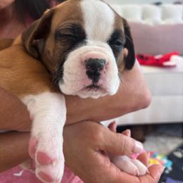 Boxer Puppies from Bayla Belle & Blossom's Boxers
