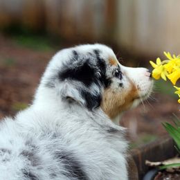 Australian Shepherd, Mastiff, and Miniature American Shepherd Puppies from Ashber Farm