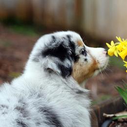 Australian Shepherd, Mastiff, and Miniature American Shepherd Puppies from Ashber Farm